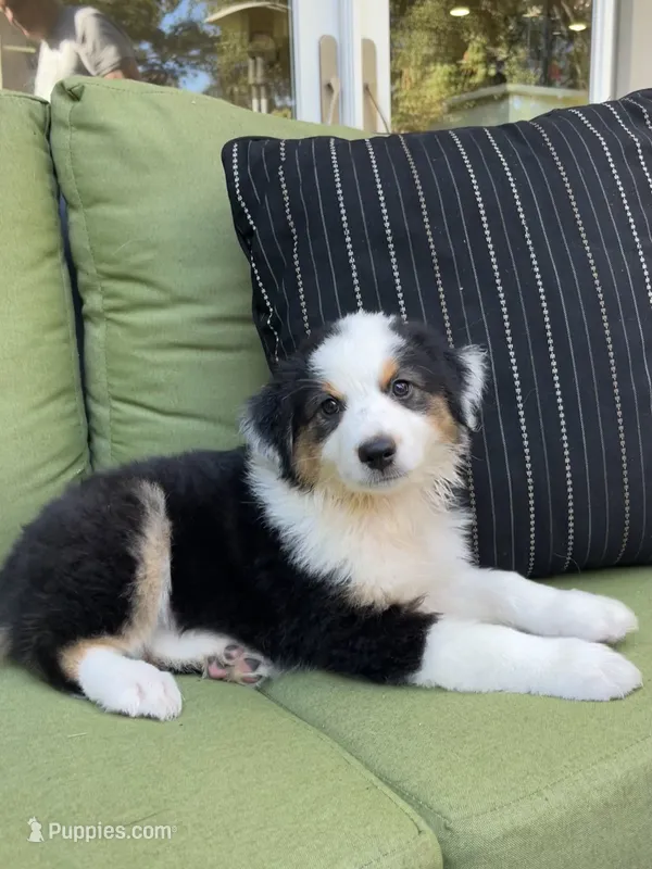 Fiona – Miniature American Shepherd puppy for sale in La Canada Flintridge, CA