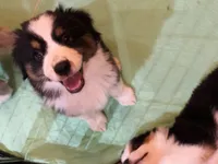 Christopher , a male Miniature American Shepherd for sale in La Canada Flintridge, CA – 7 of 9