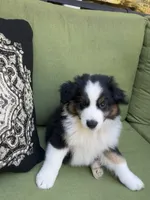 Arrow, a male Miniature American Shepherd for sale in La Canada Flintridge, CA – 8 of 9