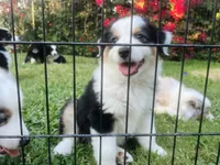 Fiona, a female Miniature American Shepherd for sale in La Canada Flintridge, CA – 9 of 9