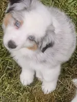 Tommy, a male Miniature American Shepherd for sale in La Canada Flintridge, CA – 5 of 9