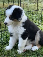 Fiona, a female Miniature American Shepherd for sale in La Canada Flintridge, CA – 7 of 9