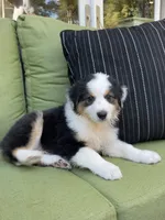 Fiona, a female Miniature American Shepherd for sale in La Canada Flintridge, CA – 3 of 9