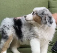 George, a male Miniature American Shepherd for sale in La Canada Flintridge, CA – 7 of 10