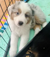 George, a male Miniature American Shepherd for sale in La Canada Flintridge, CA – 8 of 10