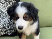 Jamie, a male Miniature American Shepherd for sale in La Canada Flintridge, CA – 4 of 9