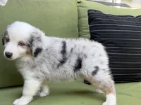 Tommy, a male Miniature American Shepherd for sale in La Canada Flintridge, CA – 4 of 9