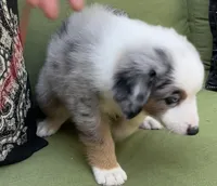 Franklin, a male Miniature American Shepherd for sale in La Canada Flintridge, CA – 5 of 10