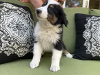 Christopher , a male Miniature American Shepherd for sale in La Canada Flintridge, CA – 5 of 9