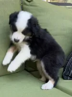 Mikey, a male Miniature American Shepherd for sale in La Canada Flintridge, CA – 8 of 9