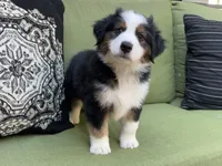 Jamie, a male Miniature American Shepherd for sale in La Canada Flintridge, CA – 7 of 9