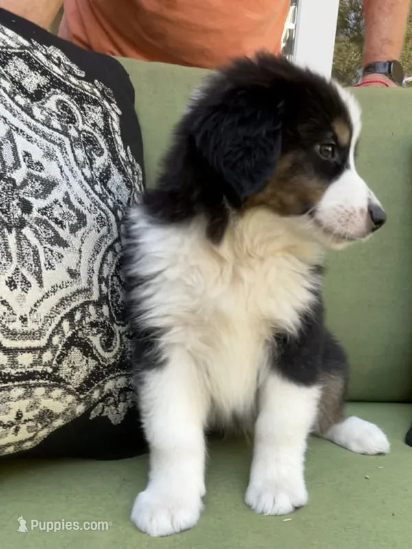 Christopher  – Miniature American Shepherd puppy for sale in La Canada Flintridge, CA