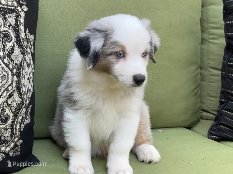 Tommy – Miniature American Shepherd puppy for sale in La Canada Flintridge, CA