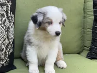 Tommy, a male Miniature American Shepherd for sale in La Canada Flintridge, CA – 1 of 9