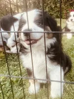 Mikey, a male Miniature American Shepherd for sale in La Canada Flintridge, CA – 9 of 9
