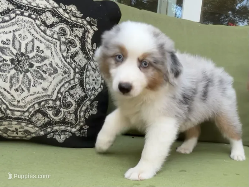 George – Miniature American Shepherd puppy for sale in La Canada Flintridge, CA