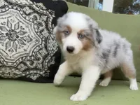 George, a male Miniature American Shepherd for sale in La Canada Flintridge, CA – 1 of 10