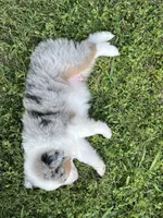 George, a male Miniature American Shepherd for sale in La Canada Flintridge, CA – 9 of 10