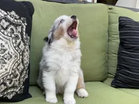 Tommy, a male Miniature American Shepherd for sale in La Canada Flintridge, CA – 2 of 9