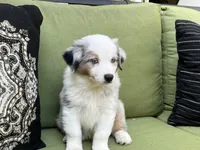 Tommy, a male Miniature American Shepherd for sale in La Canada Flintridge, CA – 6 of 9