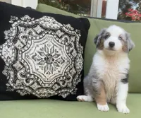 Franklin, a male Miniature American Shepherd for sale in La Canada Flintridge, CA – 9 of 10
