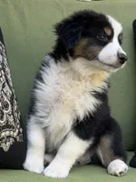 Christopher , a male Miniature American Shepherd for sale in La Canada Flintridge, CA – 3 of 9