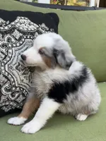Franklin, a male Miniature American Shepherd for sale in La Canada Flintridge, CA – 7 of 10