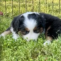 Arrow, a male Miniature American Shepherd for sale in La Canada Flintridge, CA – 9 of 9