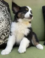 Christopher , a male Miniature American Shepherd for sale in La Canada Flintridge, CA – 2 of 9
