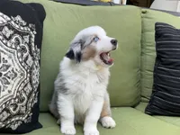 Tommy, a male Miniature American Shepherd for sale in La Canada Flintridge, CA – 8 of 9