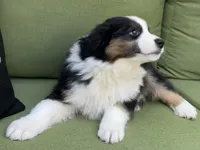 Arrow, a male Miniature American Shepherd for sale in La Canada Flintridge, CA – 5 of 9