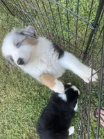 Franklin, a male Miniature American Shepherd for sale in La Canada Flintridge, CA – 6 of 10