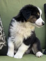 Christopher , a male Miniature American Shepherd for sale in La Canada Flintridge, CA – 6 of 9