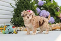 Chloe, a female Havapoo for sale in Millersburg, OH – 8 of 10