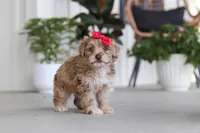Claire, a female Havapoo for sale in Millersburg, OH – 5 of 10