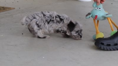 Buddy, a male Havapoo for sale in Millersburg, OH – 10 of 10