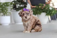 Chloe, a female Havapoo for sale in Millersburg, OH – 2 of 10