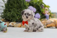 Buddy, a male Havapoo for sale in Millersburg, OH – 4 of 10