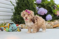 Claire, a female Havapoo for sale in Millersburg, OH – 9 of 10