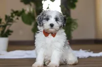 processed/557a9ec8-2319-4ce8-ab70-18b9cf7da248/listing/37696360-f025-48e7-ae29-47e858ff27e1/0c81fe00-cb6f-4cd6-9526-5d1e101275ce