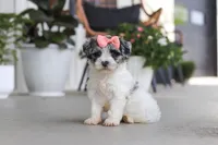 Cuddles, a female Havapoo for sale in Millersburg, OH – 2 of 10