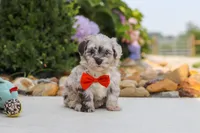 Buddy, a male Havapoo for sale in Millersburg, OH – 9 of 10