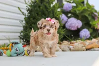 Chloe, a female Havapoo for sale in Millersburg, OH – 9 of 10