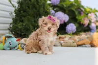Claire, a female Havapoo for sale in Millersburg, OH – 8 of 10