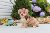 Claire, a female Havapoo for sale in Millersburg, OH – 7 of 10