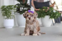 Chloe, a female Havapoo for sale in Millersburg, OH – 5 of 10