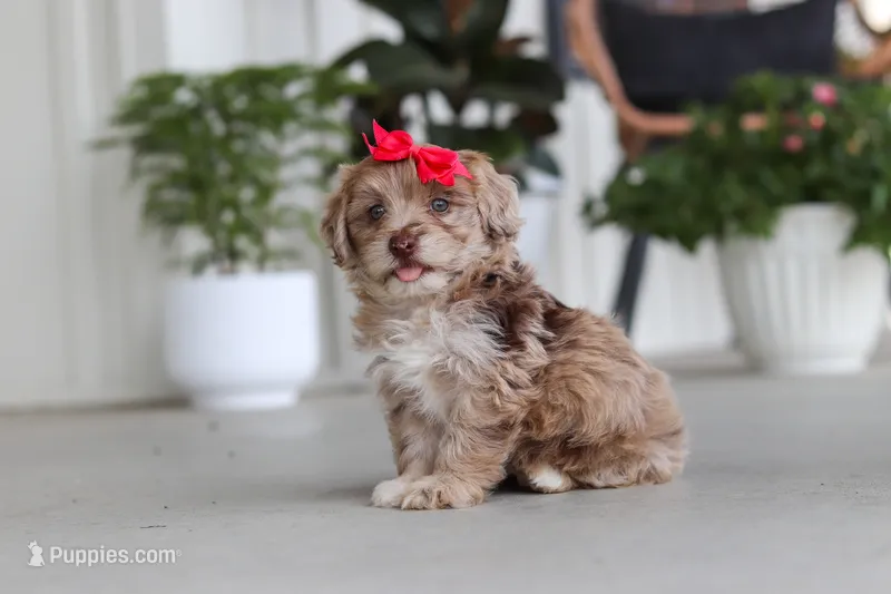Claire – Havapoo puppy for sale in Millersburg, OH