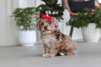 Claire, a female Havapoo for sale in Millersburg, OH – 1 of 10