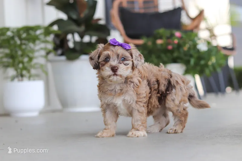 Chloe – Havapoo puppy for sale in Millersburg, OH
