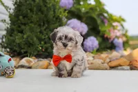 Buddy, a male Havapoo for sale in Millersburg, OH – 3 of 10